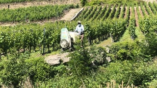 Mann mit Atemschutzmaske führt Maschine durch Rebberg Mann mit Atemschutzmaske führt Maschine durch Rebberg