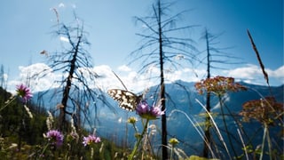 Schmetterling auf einer Blume