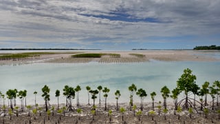 Ein überschwemmtes Gebiet auf dem Inselstaat Kiribati. Vorne sind Mangroven gepflanzt, die vor den Wassermassen schützen sollen.