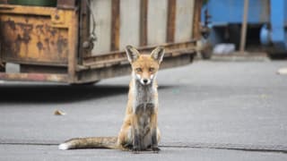 Rotfuchs steht vor einem metallenen Container