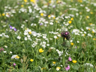 Wildblumenwiese 