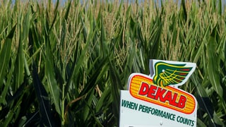 Acker mit DEKALB-Schild im Vodergrund