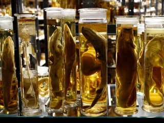 Diese Fisch-Exponate überdauern in Alkohol Jahrzehnte – für die Forschung.