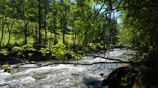 Bach bei Waldstatt. Bach bei Waldstatt.