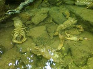 Krebse im Fluss