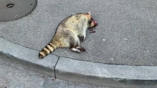 Ein toter Waschbär Ein toter Waschbär