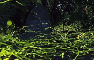 Foto von Langzeitbeleuchtung herumschwirrenden Glühwürmchen.