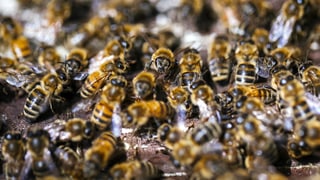 Dutzende Bienen. Dutzende Bienen.