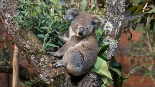 Koala in den Bäumen
