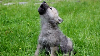 Ein junger Wolf, der heult. 