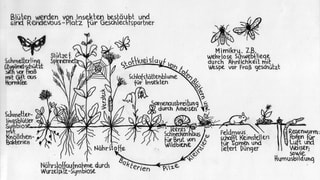 Zeichnung von Blüten und Insekten mit Erklärungen zu deren symbiotischer Beziehung.
