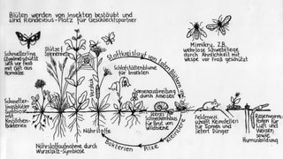 Zeichnung von Blüten und Insekten mit Erklärungen zu deren symbiotischer Beziehung. Zeichnung von Blüten und Insekten mit Erklärungen zu deren symbiotischer Beziehung.