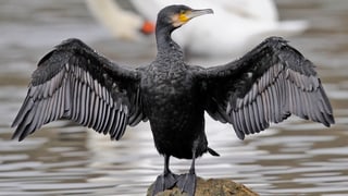 Der Kormoran steht auf einem Stein im Wasser und breitet seine Flügel aus.