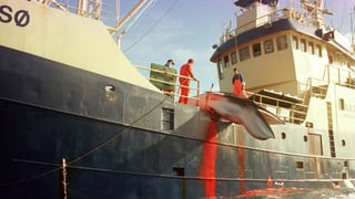 Walkörper hängt über den Rand eines Schiffes.