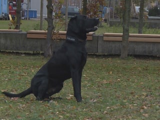 Schwarzer Labradorhund sitzt auf Wiese