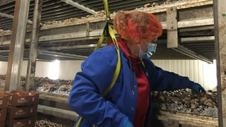 Pflückerin erntet die Pilze von Hand. Pflückerin erntet die Pilze von Hand.