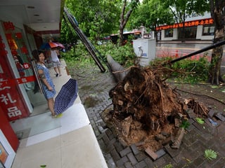 Frau schaut auf entwurzelten Baum