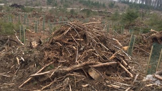 Ein Haufen von abgestorbenem Holz umgeben von Baumsetzlingen.