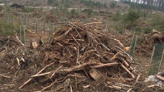 Ein Haufen von abgestorbenem Holz umgeben von Baumsetzlingen. Ein Haufen von abgestorbenem Holz umgeben von Baumsetzlingen.