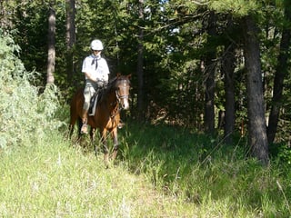 Brigitte von Rechenberg reitet auf einem Pferd über eine Waldwiese.