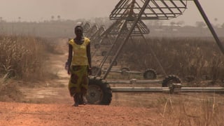 Person auf Feld in Sierra Leone. Person auf Feld in Sierra Leone.