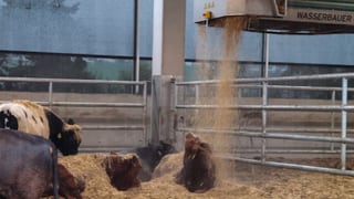 Kühe liegend auf dem Stallboden, darüber fährt ein kleiner Container aufgehängt an Schienen am Dach. Er wirft frisches Stroh ab und auf die Kühe. Kühe liegend auf dem Stallboden, darüber fährt ein kleiner Container aufgehängt an Schienen am Dach. Er wirft frisches Stroh ab und auf die Kühe.