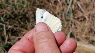Schmetterling in Hand Schmetterling in Hand