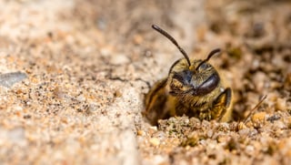 Eine Sandbiene kriecht aus ihrer Höhle