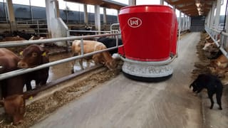 Fressende Kühe, daneben der rote Fütterungsroboter - und ein schwarzer Hund. Fressende Kühe, daneben der rote Fütterungsroboter - und ein schwarzer Hund.
