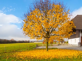 Ein Baum streckt kahle  Äste in den Himmel, die goldfarbenen Blätter liegen rund um seinen Stamm.