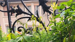 Einheimische Pflanzen auf dem Balkon