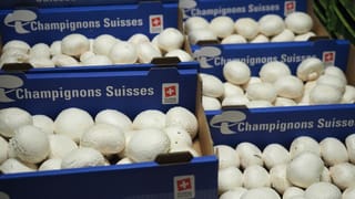 Blaue Schachleln mit weissen Champignons im Kühllager. Blaue Schachleln mit weissen Champignons im Kühllager.