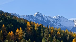 Ein Wald und Berge im Hintergrund