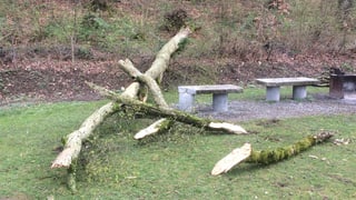 Umgestürzter Baum am Waldrand. Umgestürzter Baum am Waldrand.