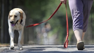 Hund an Leine