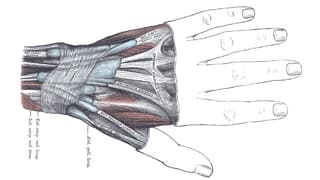 Die anatomische Darstellung einer Hand.