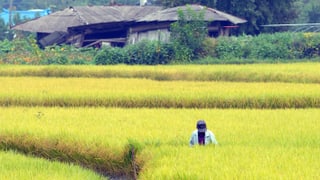 Ein Reisfeld in Südkorea