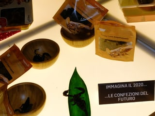 Verpackte Insekten auf Leuchttisch Verpackte Insekten auf Leuchttisch