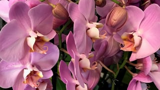 Nahaufnahme lila Orchideen-Blüten