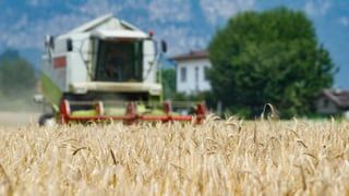 Mähdrescher bei der Ernte.