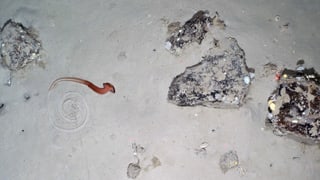 Wurm auf Meeresboden. Wurm auf Meeresboden.