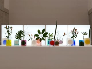 Bunte Vasen mit Pflanzen
