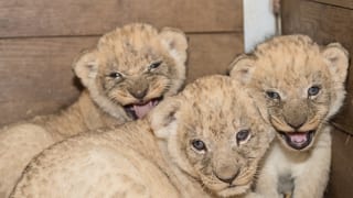 Drei Löwenbabies, die in die Kamera blicken