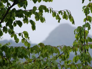 Verregnete Äste, im Hintergrund ein Berggipfel. 