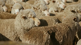 Tierschutz Textilproduktion Das Leiden Der Lämmer Tierquälerei Quälerei Für Merino Wolle Handyabo Test