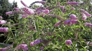 Violett blühender Sommerflieder. Violett blühender Sommerflieder.