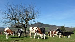 Kühe grasen auf einer Wiese in Brezwil.