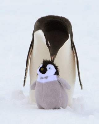 Adeliepinguin