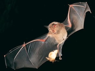 Fledermaus im Flug jagt Motte. Fledermaus im Flug jagt Motte.