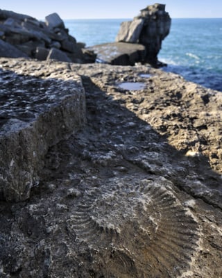 Ein Ammonit-Fossil in einem Felsen am Meer.